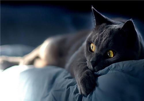 如何正确的训练猫咪?猫咪基本的训练方式!