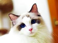 布偶猫有两种致命遗传病你知道吗?养猫必看!