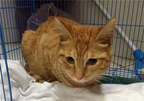 猫奴必须关注的几件事之我能不能打猫咪,猫奴注意!