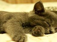 猫咪拉肚子怎么办?猫咪拉肚子治疗方法有哪些?