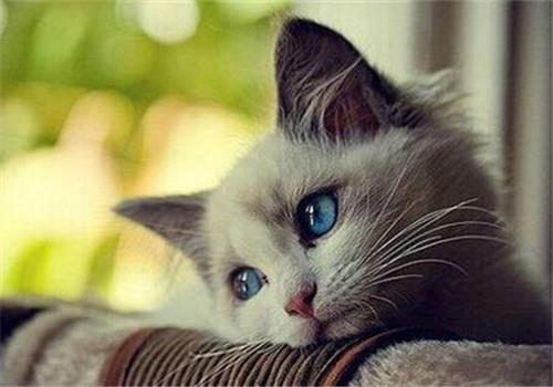 刚接回家的小猫如何训练猫咪使用抽水马桶?