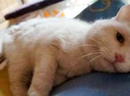 猫咪发烧的原因有哪些?你留意到了吗?