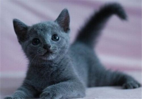 训练猫咪记住自己名字有妙招,应该这样教她....