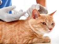 猫得狂犬病的症状你知道吗?猫咪狂犬病治疗方法!