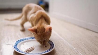 猫咪为啥爱吃鱼?其实我们都误会了...