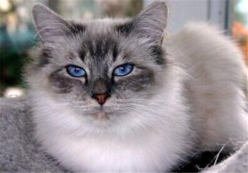如何训练提高猫咪的“社交能力”?新手必看!