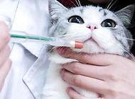 猫咪驱虫的注意事项