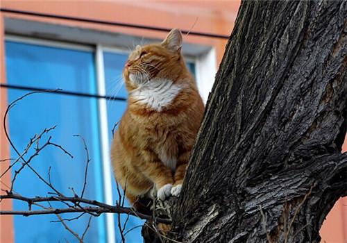巧妙训练你的猫咪,养猫必看!