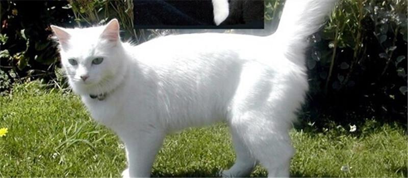猫咪犯错的四个调教方法,你试过吗?