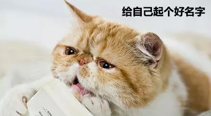 掌握这些小技巧,让猫咪记住自己的名字!