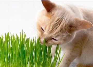 猫咪多大可以吃猫草？猫草多久吃一次比较合适？