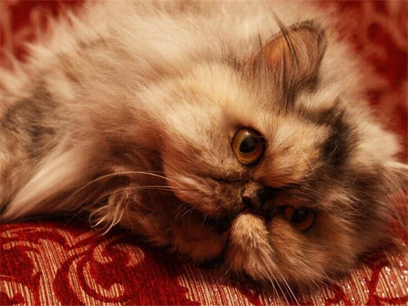 怎么样训练猫咪才能不乱抓家具?猫咪训练!