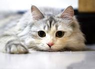 猫咪尿频的原因有哪些?你都知道吗?