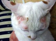 猫癣会传染给人吗?猫癣的原因与预防!