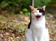 猫咪尿血的原因有哪些?猫咪尿血就一定是尿道炎吗?
