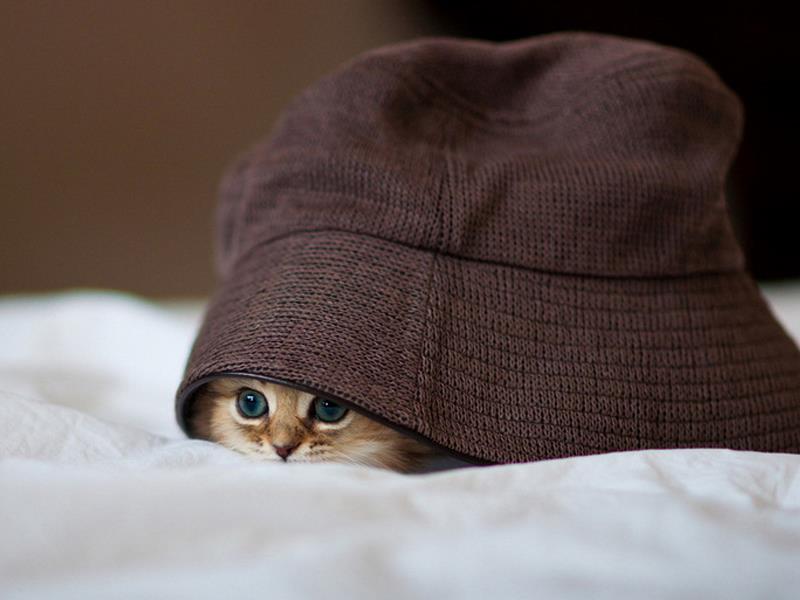 猫咪喜欢抓沙发怎么办?怎么改变猫咪挠沙发的习惯?