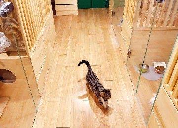 猫咪寄养要注意什么？如何挑选寄养点？