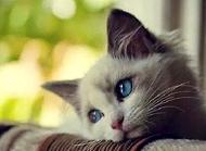 猫咪会有狂犬病吗?猫咪有狂犬病的症状!