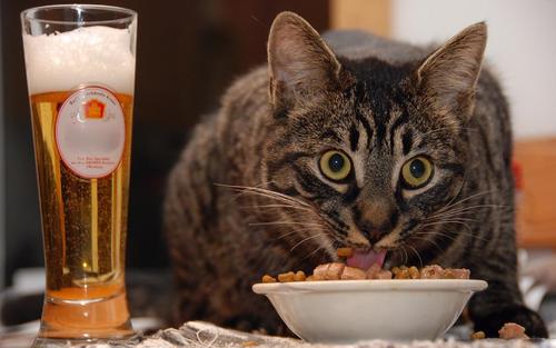 猫挑食怎么办？试着用这些办法来调整！