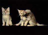 如何纠正猫咪不要夜游?改掉猫咪“夜游症”!