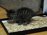 为什么猫咪拉屎特别臭?猫拉屎臭的原因分析!