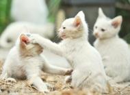 猫咪怎么训练?训练猫咪需要正确的刺激方法!