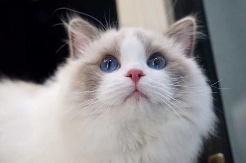 布偶猫适合新手养吗？新手养布偶猫注意事项！
