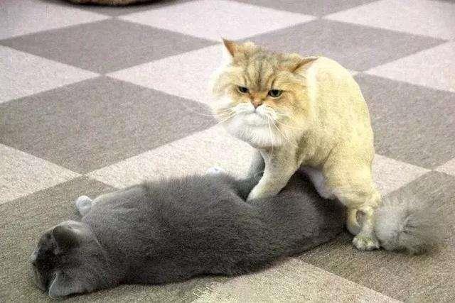 猫咪也爱打架？家养猫咪打架的原因有哪些？