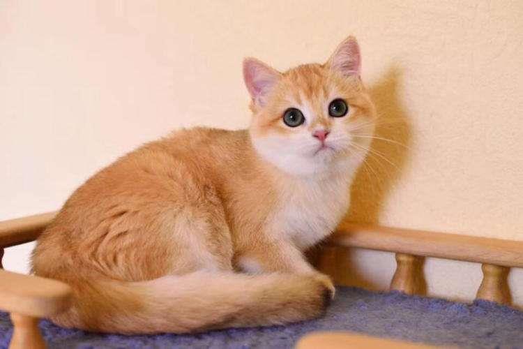 如何才能养好一只金渐层猫？金渐层怎么养？
