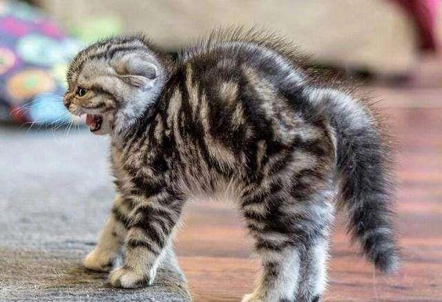 猫咪炸毛是怎么回事？有可能是这些原因！