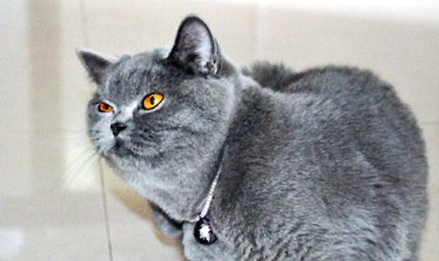 铲屎官如何训练猫咪不跳上床呢?