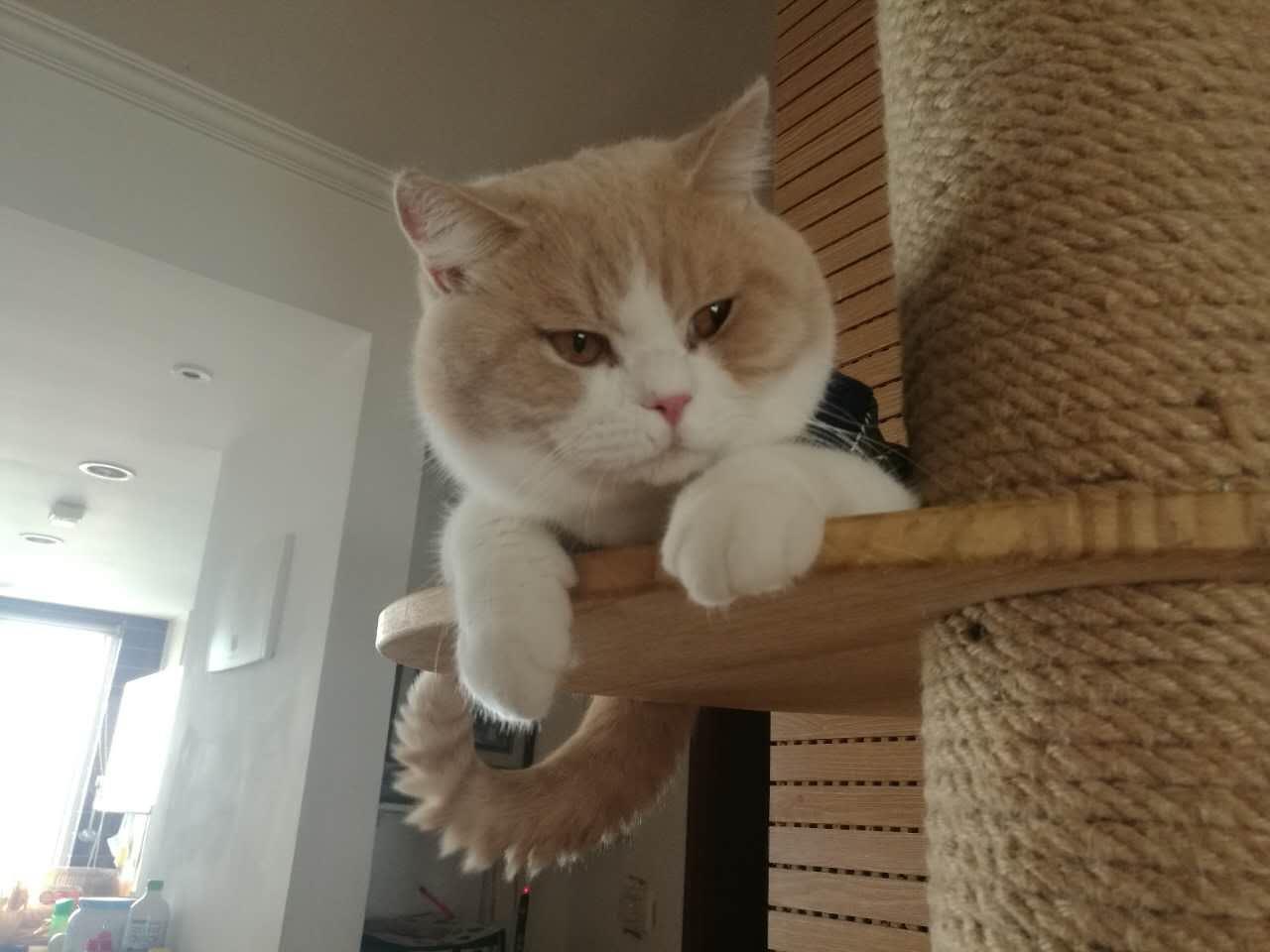 什么叫猫发腮？如何让猫发腮？