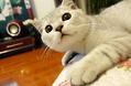 怎么看出猫咪中毒了?该怎么抢救?