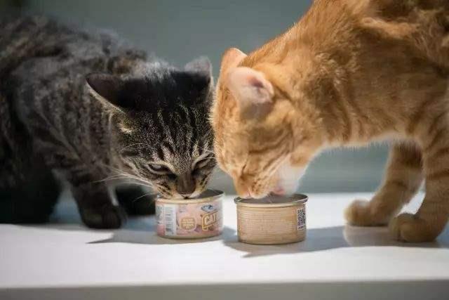 猫咪除了猫粮还可以吃什么？除了猫粮猫咪还可以吃这些！