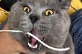 猫咪呕吐是什么原因导致的?如何防治猫咪呕吐?