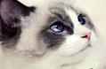 猫咪可能得了猫鼻支如何有效治疗?能治好吗?