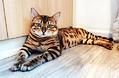 猫咪得了猫鼻支会死吗?怎么对付猫鼻支呢?