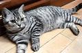 什么是猫鼻支?猫咪得了猫鼻支怎么治疗?