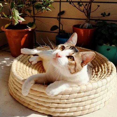 养猫前需做哪些准备工作？新手养猫必读！