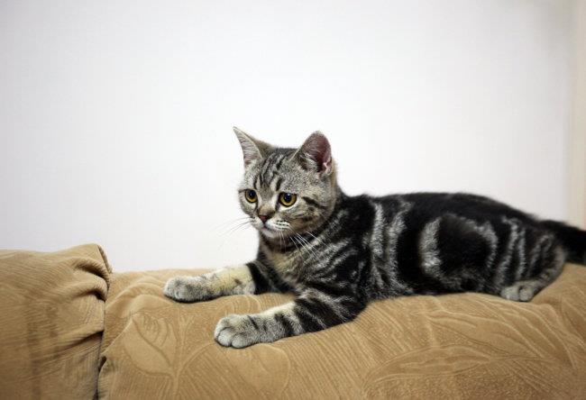 猫咪超过7岁应该注意什么？铲屎官们一定要了解的重要信息！