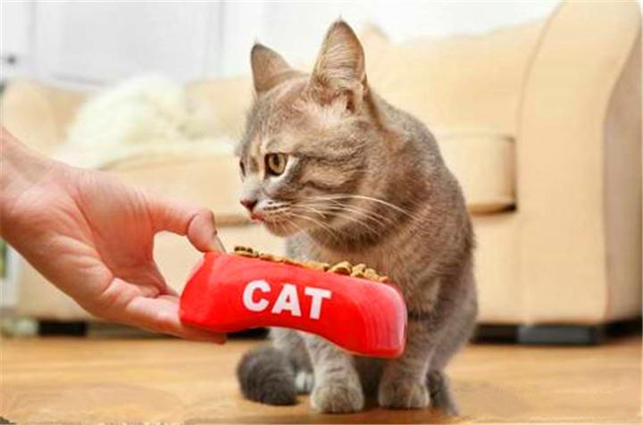 猫可以吃猪肝吗？怎么把猪肝处理给猫吃？