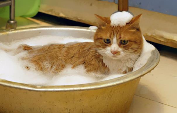 应该如何给猫咪洗澡？新手养猫须知