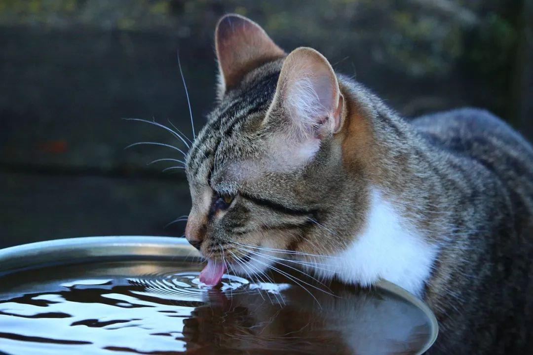 猫咪不爱喝水怎么办？让猫猫多喝水的方法