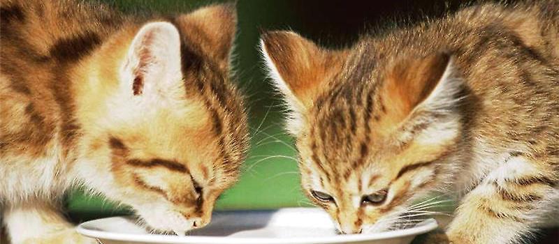 新老猫咪如何相处？两只猫和睦相处的方法！