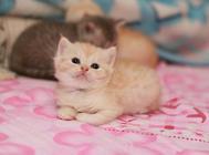 如何让猫咪变得乖巧听话?训练猫咪的方法!