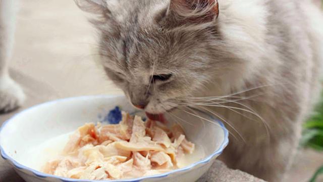 猫可以吃生肉吗？猫吃生肉有什么好处？