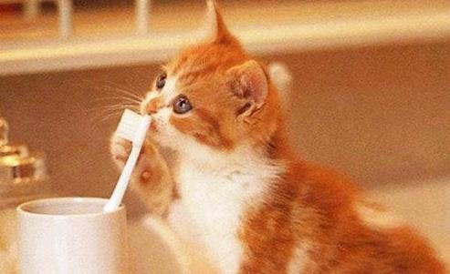 如何把猫咪训练的听话乖巧,让猫咪听话的秘密!