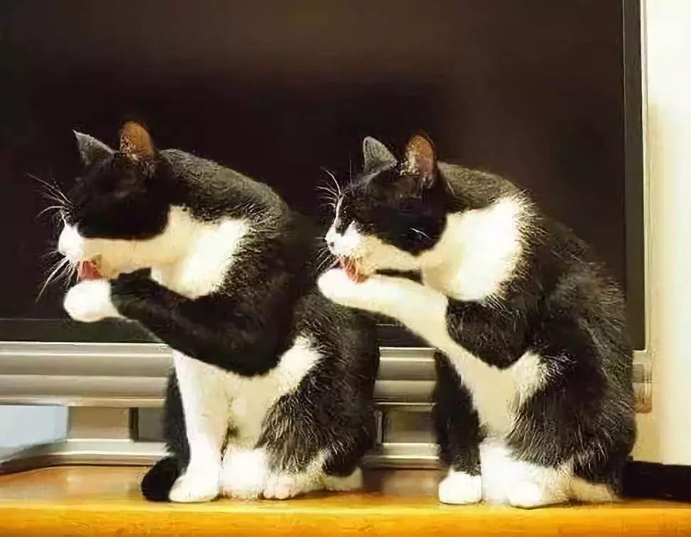 猫的体味很重闻着臭？可能是因为这些原因！