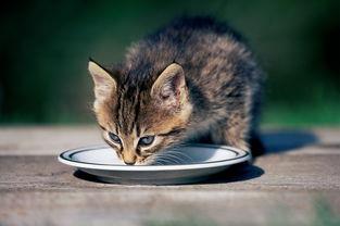 猫咪夏天食欲差怎么办？让猫咪胃口大开的技巧！
