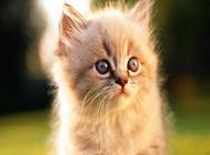 猫咪的家庭训练,原来是这样训练的!